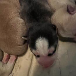 Delita - Black and white male Siberian Husky puppy in Bangs, Texas from Final Siberians