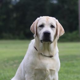 Jude - Yellow female Labrador Retriever puppy in Williston, Florida from Royal K Labradors