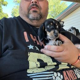Dachshund Puppies from Witchy Woman’s Wiener’s