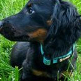 Bear - Dachshund