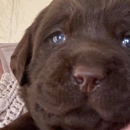 Labrador Retrievers from Berdine Boardway