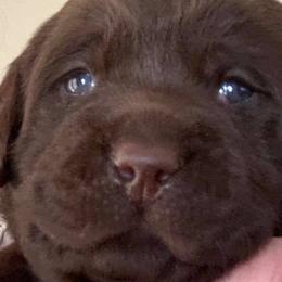 Labrador Retrievers from Berdine Boardway