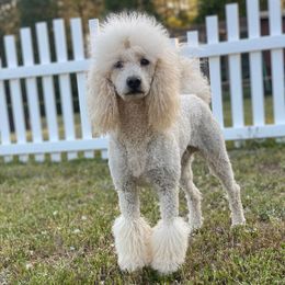 Jackson - Poodle