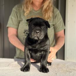 Orange Collar - Black female Cane Corso puppy in Paris, Texas from Knucklehead Cane Corso