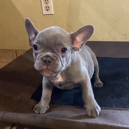 French Bulldogs from Springs Frenchies