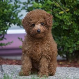 Nyx - Red  female Poodle puppy in Belleville, New Jersey from TK Poodles