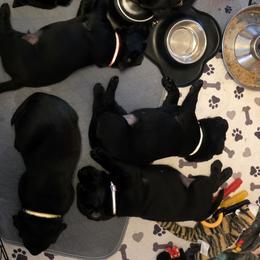 Labrador Retriever Puppies from Cornish Mountain Labradors