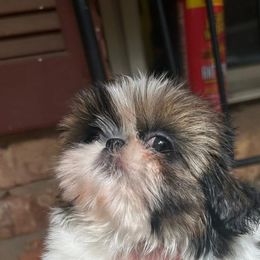 Sweet pea - Tricolor female Shih Tzu puppy in Texas from A Sassy Soul Shih-Tzu