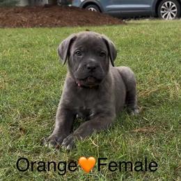 Orange collar, female - Gray brindle female Cane Corso puppy in Atlanta, Georgia from Cane Corso’s of Atlanta