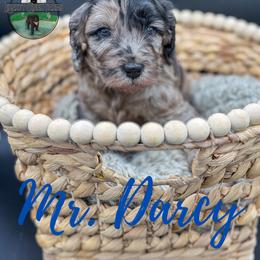 Mr.Darcy - Merle male Goldendoodle puppy in Ocoee, Tennessee from Liberty Creek Farms