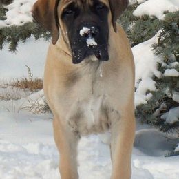 Mastiff All Grown Up from Mountainview Mastiffs