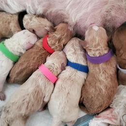Cavapoos, Cotons de Tulear, Maltipoos, and Poodles from Mid Sized Maltipoos and More LLC