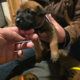 Purple - Fawn male Belgian Malinois puppy in Dillon, Montana from Apex K9 Center LLC