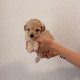 Jasmine - Cream female Maltipoo puppy in Hollywood, Florida from Iuliia's puppies