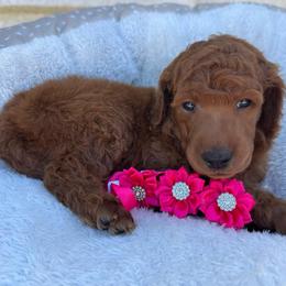Hot pink - Red  female Poodle puppy in Riverside, California from Riverside red poodles