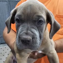 Orange Collar Girl - AKC and ICCF - Fawn female Cane Corso puppy in Gorman, Texas from McOmber Country Kennels