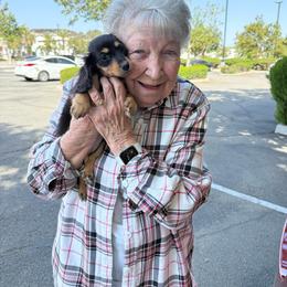 Boston - Black and tan female Dachshund puppy in Temecula, California from Naomi Magee's Dachshund Kennel