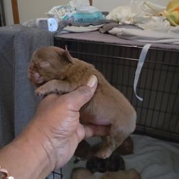 Boy 3 - Liver male French Bulldog puppy in Charlotte, North Carolina from Solid Bulls Kamp LLC