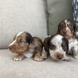 Dachshund Puppies from Southern Pearl Doxies