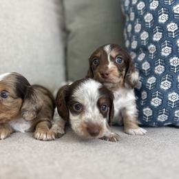 Dachshund Puppies from Southern Pearl Doxies