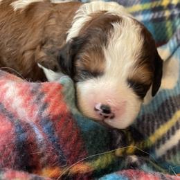 M girl - Sable female Cavapoo puppy in Cumby, Texas from Bright Morning Star Pups