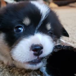 Pembroke Welsh Corgi Puppies from The Clever Corgi