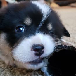 Pembroke Welsh Corgi Puppies from The Clever Corgi