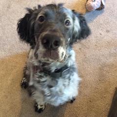 English Setters from Whisky Ridge English Setter