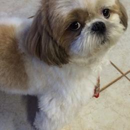 Liz - Shih Tzu
