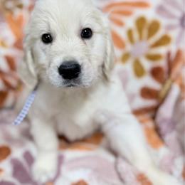 Blue boy - Light golden male Golden Retriever puppy in Tylertown, Mississippi from Southern Paws, LLC