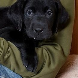 Labrador Retriever Puppies from CRPurdyLabs