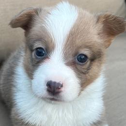 Henry - Pembroke Welsh Corgi puppy from Gulf Coast Corgis