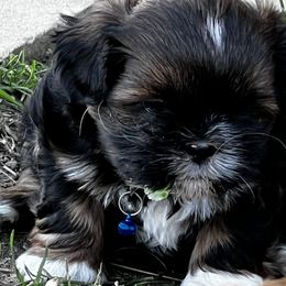 Shih Tzu Puppies from Meihem Pups