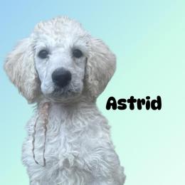 Astrid - Cream female Poodle puppy in Baltimore, Maryland from Steinrock’s Standards