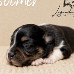 Boomer - Blue merle male Miniature American Shepherd puppy in Leitchfield, Kentucky from Legendmaker MAS
