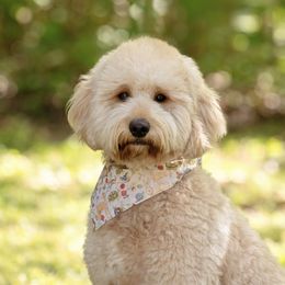 Ember - Goldendoodle