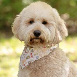 Ember - Goldendoodle