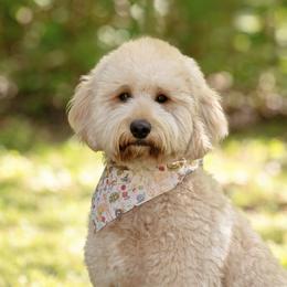 Ember - Goldendoodle