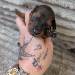 Ashton - Red male Dachshund puppy in Barnard, Missouri from KB Doxies