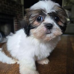 Merida - Brindle female Shih Tzu puppy in Stroudsburg, Pennsylvania from Puppyville Pa Shih Tzu & frenchies