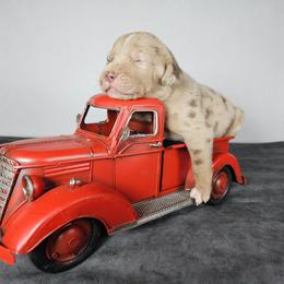 Smith NALC - Red merle male Catahoula Leopard Dog puppy in Doerun, Georgia from Twig & Tail Puppies