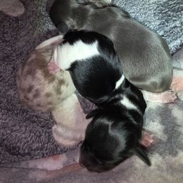 Isabella dapple - Dapple male Dachshund puppy in De Beque, Colorado from ITSAR Ranch