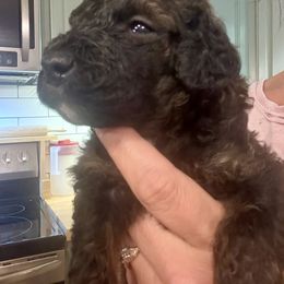 Bernedoodle Puppies from Triple W Doodles