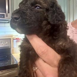 Bernedoodle Puppies from Triple W Doodles