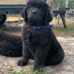 Newfoundland Puppies from Pete’s Newfies