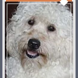 Brisco - Goldendoodle