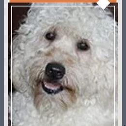 Brisco - Goldendoodle