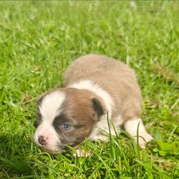 Treatz - Blue fawn male Chihuahua puppy in Gray, Louisiana from Chi Chi's Place LLC