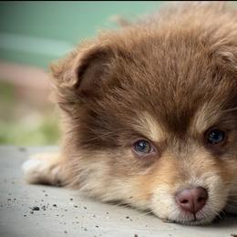 Border Collie, Miniature Australian Shepherd, and Pomeranian Puppies from Akins Aussies/Wild Rose Ranch