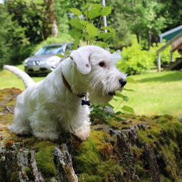 Sealyham Terriers from Fable Farms